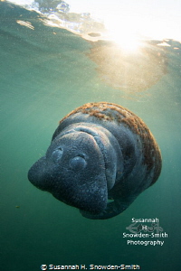 "Sunrise Manatee"

A manatee is bathed in sun rays in t... by Susannah H. Snowden-Smith 